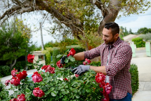 A man wearing a red and white checkered shirt and grey gardening gloves is tending to a well-maintained flower bed in a residential garden. The flower bed is filled with vibrant pink and red roses, with lush green foliage and healthy blooms. Behind him, there is a paved pathway alongside a neatly trimmed hedge, and large trees with leafy branches provide partial shade. In the background, a suburban street with houses, power lines, and a green utility box are visible under a partly cloudy sky, suggesting a mild and pleasant day. The outdoor environment appears tidy and well-kept, reflecting typical garden maintenance practices suitable for professional gardening and landscaping services in the Sudbury area, such as those offered by Lawn Mowing Sudbury. The overall scene emphasizes garden flowering plants, outdoor scene structure, and horticultural care, aligned with local gardening and lawn care service themes.